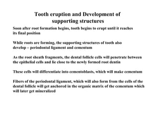 Tooth eruption and Development of
                   supporting structures
Soon after root formation begins, tooth begins to erupt until it reaches
its final position

While roots are forming, the supporting structures of tooth also
develop – periodontal ligament and cementum

As the root sheath fragments, the dental follicle cells will penetrate between
the epithelial cells and lie close to the newly formed root dentin

These cells will differentiate into cementoblasts, which will make cementum

Fibers of the periodontal ligament, which will also form from the cells of the
dental follicle will get anchored in the organic matrix of the cementum which
will later get mineralized
 