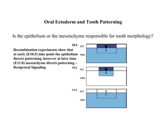 Oral Ectoderm and Tooth Patterning

Is the epithelium or the mesenchyme responsible for tooth morphology?

Recombination experiments show that
at early (E10.5) time point the epithelium
directs patterning, however at later time
(E11.0) mesenchyme directs patterning –
Reciprocal Signaling
 
