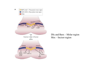 Dlx and Barx – Molar region
Msx – Incisor region
 