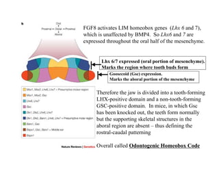 FGF8 activates LIM homeobox genes (Lhx 6 and 7),
which is unaffected by BMP4. So Lhx6 and 7 are
expressed throughout the oral half of the mesenchyme.


       Lhx 6/7 expressed (oral portion of mesenchyme).
       Marks the region where tooth buds form
           Goosecoid (Gsc) expression.
           Marks the aboral portion of the mesenchyme


     Therefore the jaw is divided into a tooth-forming
     LHX-positive domain and a non-tooth-forming
     GSC-positive domain. In mice, in which Gsc
     has been knocked out, the teeth form normally
     but the supporting skeletal structures in the
     aboral region are absent – thus defining the
     rostral-caudal patterning

     Overall called Odontogenic Homeobox Code
 