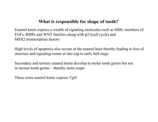 What is responsible for shape of tooth?
Enamel knots express a wealth of signaling molecules such as SHH, members of
FGFs, BMPs and WNT families along with p21(cell cycle) and
MSX2 (transcription factor)

High levels of apoptosis also occurs at the enamel knot thereby leading to loss of
structure and signaling center at late-cap to early bell stage

Secondary and tertiary enamel knots develop in molar tooth germs but not
in incisor tooth germs – thereby more cusps

These extra enamel knots express Fgf4
 