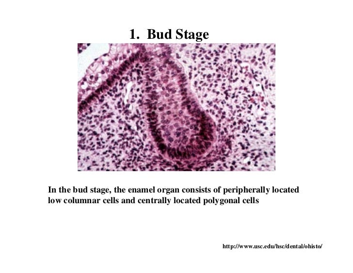 Diagram Of Tooth Bud Image collections - How To Guide And 