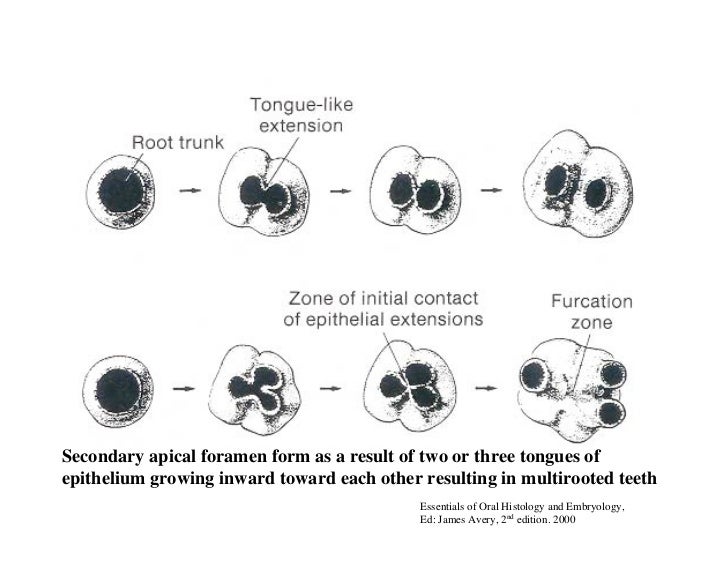 Tooth development 08 opt