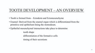 TOOTH DEVELOPMENT – AN OVERVIEW1
• Tooth is formed from – Ectoderm and Ectomesenchyme
• Enamel: Derived from the enamel organ which is differentiated from the
primitive oral epithelium lining the stomodeum.
• Epithelial mesenchymal interactions take place to determine
tooth shape
differentiation of the formative cells
timing of their secretions
10
 