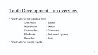 Tooth Development – an overview2
• “Blast Cells” or the formative cells:
Ameloblasts – Enamel
Odontoblasts – Dentin
Cementoblasts – Cementum
Fibroblasts – Periodontal ligament
Osteoblasts – Bone
• “Clast Cells” or resorbtive cells
11
 