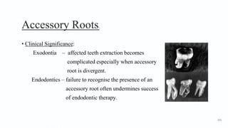 Accessory Roots2
• Clinical Significance:
Exodontia – affected teeth extraction becomes
complicated especially when accessory
root is divergent.
Endodontics – failure to recognise the presence of an
accessory root often undermines success
of endodontic therapy.
115
 