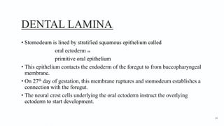 DENTAL LAMINA1
• Stomodeum is lined by stratified squamous epithelium called
oral ectoderm OR
primitive oral epithelium
• This epithelium contacts the endoderm of the foregut to from buccopharyngeal
membrane.
• On 27th day of gestation, this membrane ruptures and stomodeum establishes a
connection with the foregut.
• The neural crest cells underlying the oral ectoderm instruct the overlying
ectoderm to start development.
14
 