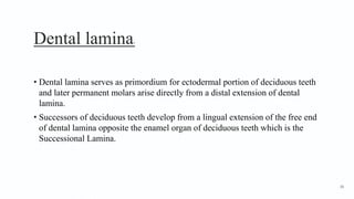 Dental lamina3
• Dental lamina serves as primordium for ectodermal portion of deciduous teeth
and later permanent molars arise directly from a distal extension of dental
lamina.
• Successors of deciduous teeth develop from a lingual extension of the free end
of dental lamina opposite the enamel organ of deciduous teeth which is the
Successional Lamina.
16
 