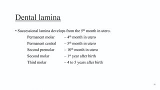 Dental lamina4
• Successional lamina develops from the 5th month in utero.
Permanent molar – 4th month in utero
Permanent central – 5th month in utero
Second premolar – 10th month in utero
Second molar – 1st year after birth
Third molar – 4 to 5 years after birth
18
 
