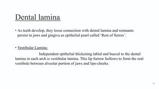 Dental lamina5
• As teeth develop, they loose connection with dental lamina and remnants
persist in jaws and gingiva as epithelial pearl called ‘Rest of Serres’.
• Vestibular Lamina:
Independent epithelial thickening labial and buccal to the dental
lamina in each arch is vestibular lamina. This lip furrow hollows to form the oral
vestibule between alveolar portion of jaws and lips-cheeks.
19
 
