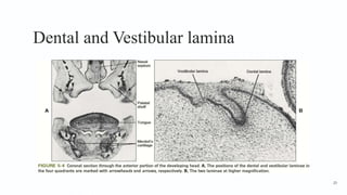 Dental and Vestibular lamina
20
 