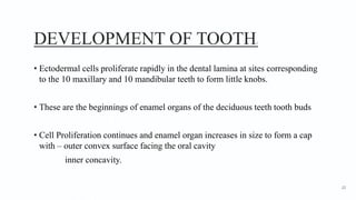 DEVELOPMENT OF TOOTH1
• Ectodermal cells proliferate rapidly in the dental lamina at sites corresponding
to the 10 maxillary and 10 mandibular teeth to form little knobs.
• These are the beginnings of enamel organs of the deciduous teeth tooth buds
• Cell Proliferation continues and enamel organ increases in size to form a cap
with – outer convex surface facing the oral cavity
inner concavity.
22
 