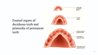 Enamel organs of
deciduous teeth and
primordia of permanent
teeth
23
 