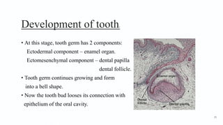 Development of tooth3
• At this stage, tooth germ has 2 components:
Ectodermal component – enamel organ.
Ectomesenchymal component – dental papilla
dental follicle.
• Tooth germ continues growing and form
into a bell shape.
• Now the tooth bud looses its connection with
epithelium of the oral cavity.
25
 