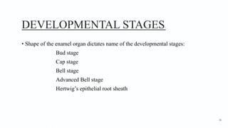DEVELOPMENTAL STAGES1
• Shape of the enamel organ dictates name of the developmental stages:
Bud stage
Cap stage
Bell stage
Advanced Bell stage
Hertwig’s epithelial root sheath
26
 