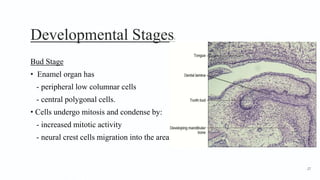 Developmental Stages2
Bud Stage
• Enamel organ has
- peripheral low columnar cells
- central polygonal cells.
• Cells undergo mitosis and condense by:
- increased mitotic activity
- neural crest cells migration into the area.
27
 