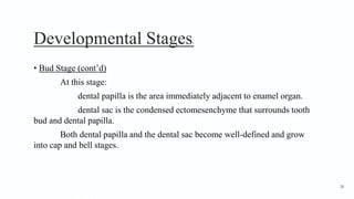 Developmental Stages3
• Bud Stage (cont’d)
At this stage:
dental papilla is the area immediately adjacent to enamel organ.
dental sac is the condensed ectomesenchyme that surrounds tooth
bud and dental papilla.
Both dental papilla and the dental sac become well-defined and grow
into cap and bell stages.
28
 