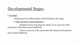 Developmental Stages4
• Cap Stage:
Unequal growth in different parts of the bud leads to this stage.
a. Outer and Inner enamel epithelium:
Peripheral cells of cap stage are cuboid, cover concavity of the
cap and are called outer enamel epithelium.
Cells in concavity of the cap become tall columnar and represent
inner enamel epithelium.
30
 