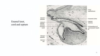 Enamel knot,
cord and septum
33
 