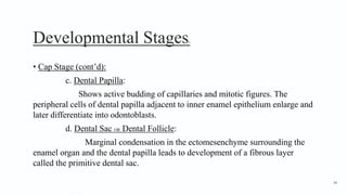 Developmental Stages6
• Cap Stage (cont’d):
c. Dental Papilla:
Shows active budding of capillaries and mitotic figures. The
peripheral cells of dental papilla adjacent to inner enamel epithelium enlarge and
later differentiate into odontoblasts.
d. Dental Sac OR Dental Follicle:
Marginal condensation in the ectomesenchyme surrounding the
enamel organ and the dental papilla leads to development of a fibrous layer
called the primitive dental sac.
34
 