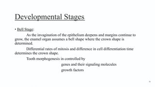 Developmental Stages7
• Bell Stage:
As the invagination of the epithelium deepens and margins continue to
grow, the enamel organ assumes a bell shape where the crown shape is
determined.
Differential rates of mitosis and difference in cell differentiation time
determines the crown shape.
Tooth morphogenesis in controlled by
genes and their signaling molecules
growth factors
36
 