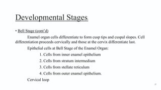 Developmental Stages8
• Bell Stage (cont’d)
Enamel organ cells differentiate to form cusp tips and cuspal slopes. Cell
differentiation proceeds cervically and those at the cervix differentiate last.
Epithelial cells at Bell Stage of the Enamel Organ:
1. Cells from inner enamel epithelium
2. Cells from stratum intermedium
3. Cells from stellate reticulum
4. Cells from outer enamel epithelium.
Cervical loop
37
 