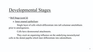 Developmental Stages9
• Bell Stage (cont’d)
a. Inner enamel epithelium:
Single layer of cells which differentiate into tall columnar ameloblasts
prior to amelogenesis.
Cells have desmosomal attachments.
They exert an organising influence on the underlying mesenchymal
cells in the dental papilla which later differentiate into odontoblasts.
38
 