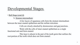 Developmental Stages10
• Bell Stage (cont’d)
b. Stratum intermedium:
A few layers of squamous cells form the stratum intermedium
between the inner enamel epithelium and the stellate reticulum.
Cells are closely attached by desmosomes and gap junctions.
Work with the cells of inner enamel epithelium as a single
functional unit and form enamel.
This layer is absent in the part of the tooth germ that outlines the
root portion of the tooth which does not form enamel.
39
 