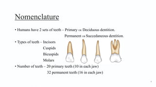Nomenclature
• Humans have 2 sets of teeth – Primary OR Deciduous dentition.
Permanent OR Succedaneous dentition.
• Types of teeth – Incisors
Cuspids
Bicuspids
Molars
• Number of teeth – 20 primary teeth (10 in each jaw)
32 permanent teeth (16 in each jaw)
4
 