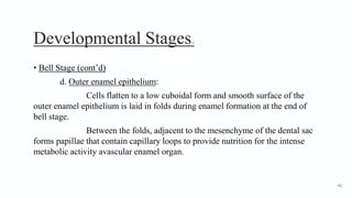 Developmental Stages12
• Bell Stage (cont’d)
d. Outer enamel epithelium:
Cells flatten to a low cuboidal form and smooth surface of the
outer enamel epithelium is laid in folds during enamel formation at the end of
bell stage.
Between the folds, adjacent to the mesenchyme of the dental sac
forms papillae that contain capillary loops to provide nutrition for the intense
metabolic activity avascular enamel organ.
42
 