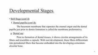 Developmental Stages14
• Bell Stage (cont’d)
f. Dental papilla (cont’d):
The basement membrane that separates the enamel organ and the dental
papilla just prior to dentin formation is called the membrane preformativa.
g. Dental sac:
Prior to formation of dental tissues, it shows circular arrangements of its
fibers and resembles a capsule. With root development, these fibers differentiate
into periodontal fibers that become embedded into the developing cementum-
alveolar bone.
45
 