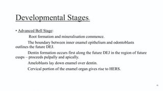 Developmental Stages15
• Advanced Bell Stage:
Root formation and mineralisation commence.
The boundary between inner enamel epithelium and odontoblasts
outlines the future DEJ.
Dentin formation occurs first along the future DEJ in the region of future
cusps – proceeds pulpally and apically.
Ameloblasts lay down enamel over dentin.
Cervical portion of the enamel organ gives rise to HERS.
46
 