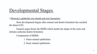 Developmental Stages16
• Hertwig’s epithelial root sheath and root formation:
Root development begins after enamel and dentin formation has reached
the future CEJ.
Enamel organ forms the HERS which molds the shape of the roots and
initiates radicular dentin formation.
Components of HERS:
1. Outer enamel epithelium.
2. Inner enamel epithelium.
47
 