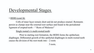 Developmental Stages17
• HERS (cont’d):
Cells of inner layer remain short and do not produce enamel. Remnants
persist as clumps near the external root surface and found in the periodontal
ligament of erupted teeth – “ Rests of Malassez”
Single rooted v/s multi-rooted tooth:
Prior to starting root formation, the HERS forms the epithelium
diaphragm. Differential growth of this epithelial diaphragm in multi-rooted teeth
causes the division of the root trunk into – 2 roots
3 roots.
48
 