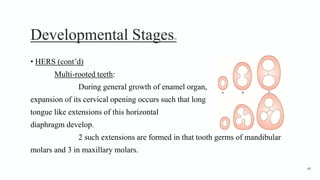 Developmental Stages18
• HERS (cont’d)
Multi-rooted teeth:
During general growth of enamel organ,
expansion of its cervical opening occurs such that long
tongue like extensions of this horizontal
diaphragm develop.
2 such extensions are formed in that tooth germs of mandibular
molars and 3 in maxillary molars.
49
 