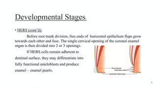 Developmental Stages19
• HERS (cont’d):
Before root trunk division, free ends of horizontal epithelium flaps grow
towards each other and fuse. The single cervical opening of the coronal enamel
organ is then divided into 2 or 3 openings.
If HERS cells remain adherent to
dentinal surface, they may differentiate into
fully functional ameloblasts and produce
enamel – enamel pearls.
50
 