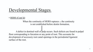 Developmental Stages20
• HERS (Cont’d):
When the continuity of HERS ruptures OR the continuity
is not established before dentin formation,
A defect in dentinal wall of pulp occurs. Such defects are found in pulpal
floor corresponding to furcation or any point of root. This accounts for
development of accessory root canal openings in the periodontal ligament
surface of the root.
52
 
