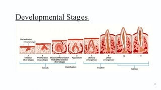 Developmental Stages21
53
 