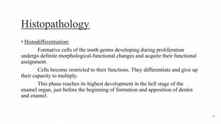 Histopathology2
• Histodifferentiation:
Formative cells of the tooth germs developing during proliferation
undergo definite morphological-functional changes and acquire their functional
assignment.
Cells become restricted to their functions. They differentiate and give up
their capacity to multiply.
This phase reaches its highest development in the bell stage of the
enamel organ, just before the beginning of formation and apposition of dentin
and enamel.
56
 