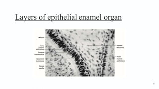 Layers of epithelial enamel organ
57
 