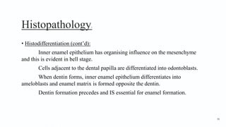 Histopathology3
• Histodifferentiation (cont’d):
Inner enamel epithelium has organising influence on the mesenchyme
and this is evident in bell stage.
Cells adjacent to the dental papilla are differentiated into odontoblasts.
When dentin forms, inner enamel epithelium differentiates into
ameloblasts and enamel matrix is formed opposite the dentin.
Dentin formation precedes and IS essential for enamel formation.
58
 