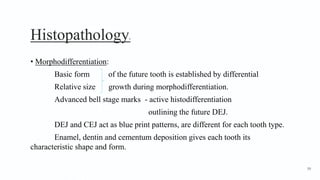 Histopathology4
• Morphodifferentiation:
Basic form of the future tooth is established by differential
Relative size growth during morphodifferentiation.
Advanced bell stage marks - active histodifferentiation
outlining the future DEJ.
DEJ and CEJ act as blue print patterns, are different for each tooth type.
Enamel, dentin and cementum deposition gives each tooth its
characteristic shape and form.
59
 