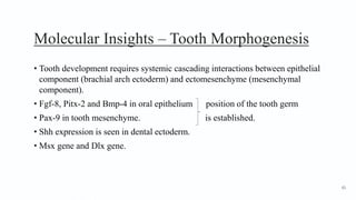 Molecular Insights – Tooth Morphogenesis
• Tooth development requires systemic cascading interactions between epithelial
component (brachial arch ectoderm) and ectomesenchyme (mesenchymal
component).
• Fgf-8, Pitx-2 and Bmp-4 in oral epithelium position of the tooth germ
• Pax-9 in tooth mesenchyme. is established.
• Shh expression is seen in dental ectoderm.
• Msx gene and Dlx gene.
61
 