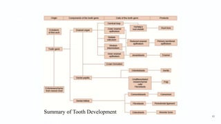 Summary of Tooth Development
62
 