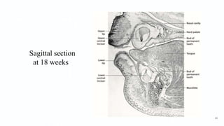 Sagittal section
at 18 weeks
64
 