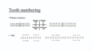 Tooth numbering
• Palmer notation:
• FDI
7
 