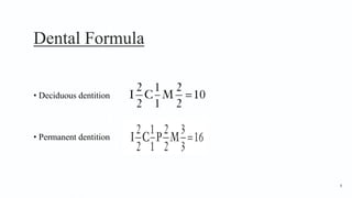 Dental Formula
• Deciduous dentition
• Permanent dentition
8
 