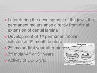  Later during the development of the jaws, the
permanent molars arise directly from distal
extension of dental lamina
 Development of 1st permanent molar-
initiated at 4th month in utero
 2nd molar- first year after birth
 3rd molar-4th or 5th years
 Activity of DL- 5 yrs.
 
