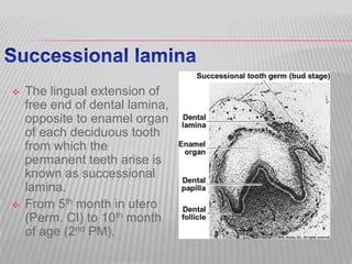  The lingual extension of
free end of dental lamina,
opposite to enamel organ
of each deciduous tooth
from which the
permanent teeth arise is
known as successional
lamina.
 From 5th month in utero
(Perm. CI) to 10th month
of age (2nd PM).
 