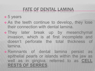 FATE OF DENTAL LAMINA
 5 years
 As the teeth continue to develop, they lose
their connection with dental lamina.
 They later break up by mesenchymal
invasion, which is at first incomplete and
doesn’t perforate the total thickness of
lamina.
 Remnants of dental lamina persist as
epithelial pearls or islands within the jaw as
well as in gingiva, referred to as CELL
RESTS OF SERRES.
 